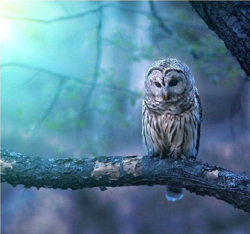 23 Beauty Owl Photography