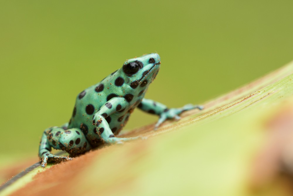 Dyeing dart frog 3