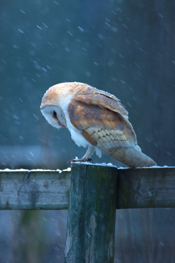 beauty owl photography 1