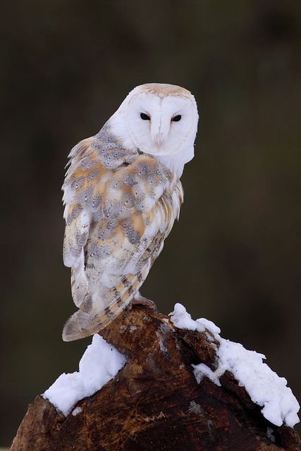 beauty white owl photography