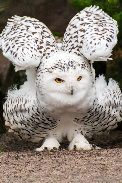 Amazing owl photography