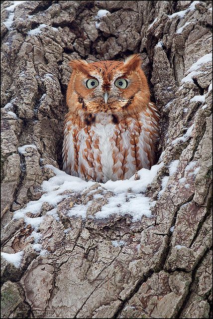 Cute owl photography