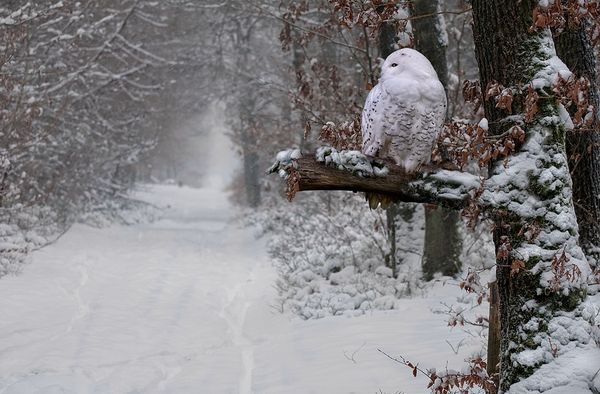 beauty owl photography 9