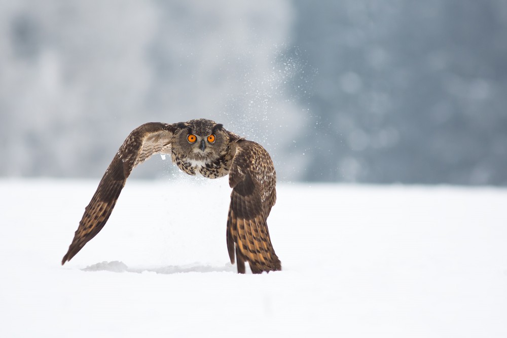 elegant owl photography
