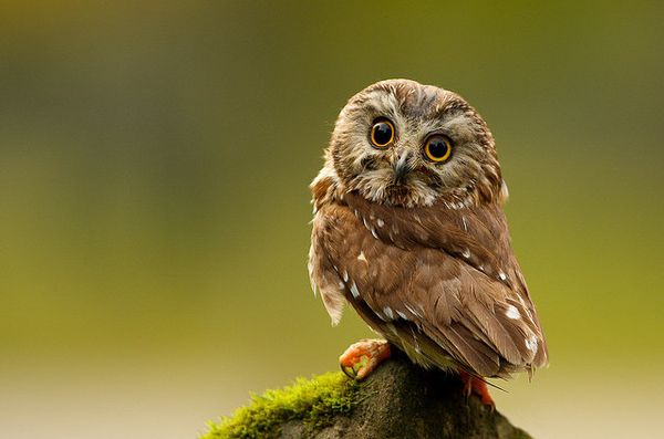 cute owl photography 2