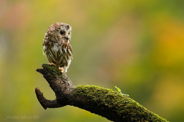 cute owl photography 3