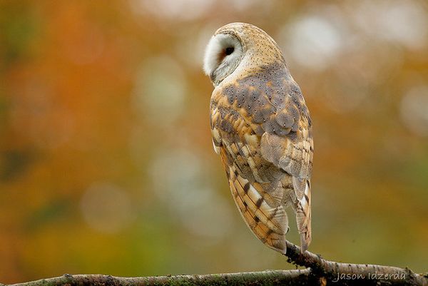 cute owl photography 4