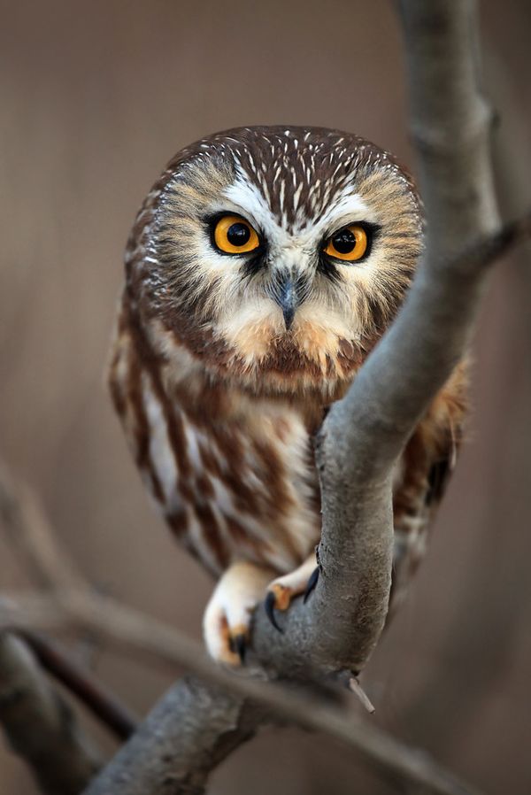 cute owl photography 5
