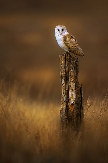elegant owl photography 3