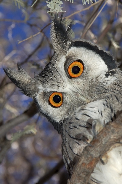 elegant owl photography 4