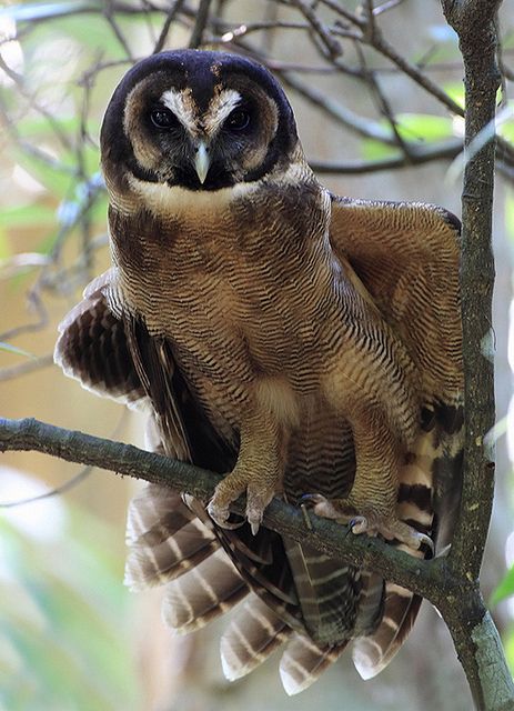 elegant owl photography 5