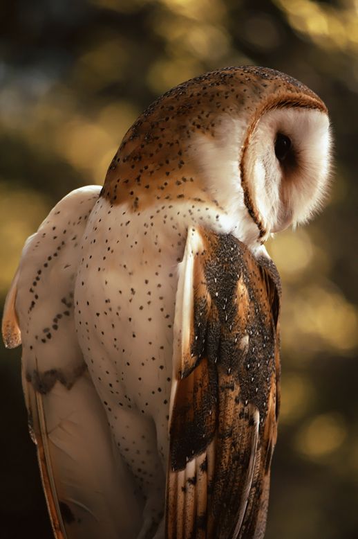 elegant owl photography 6