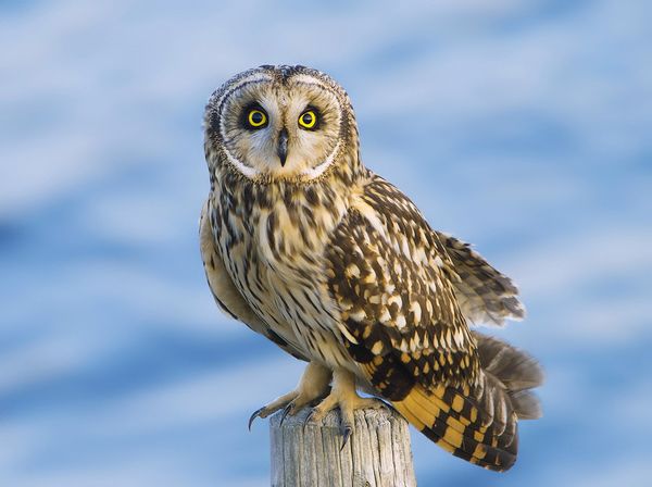 elegant owl photography 7