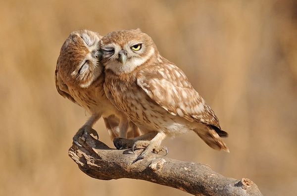 familly owl photography 2