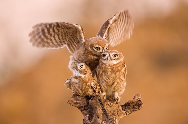 familly owl photography