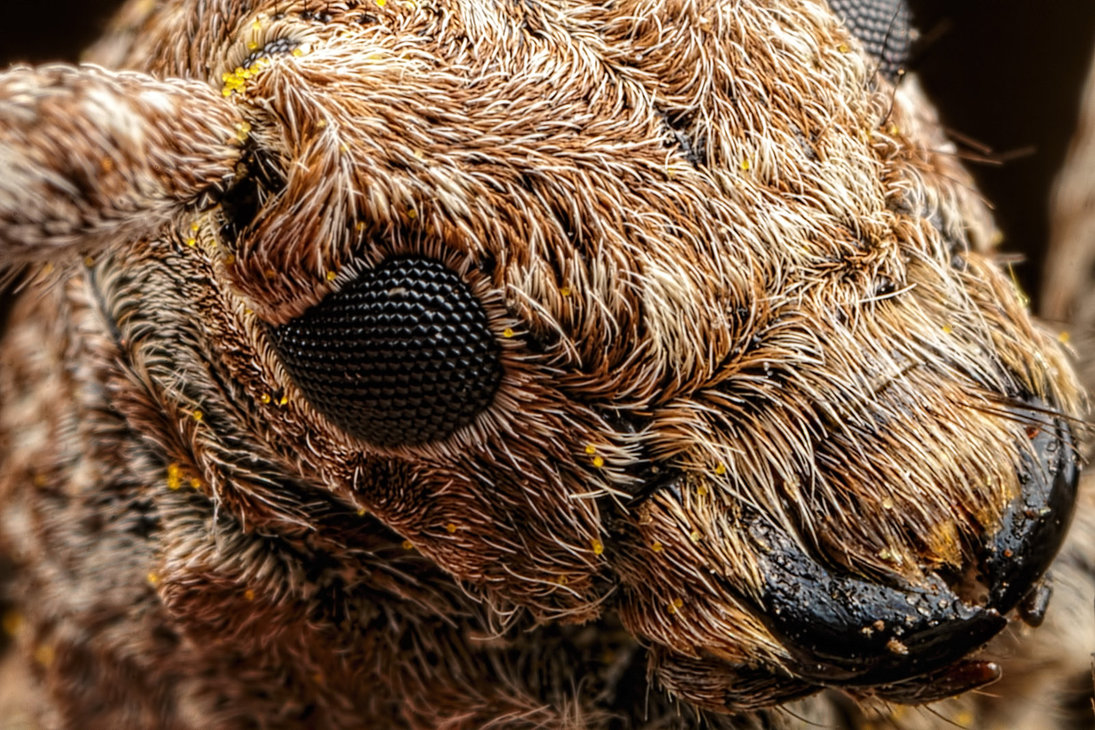 Incredible Close Up Macro Photography Of Insect 1