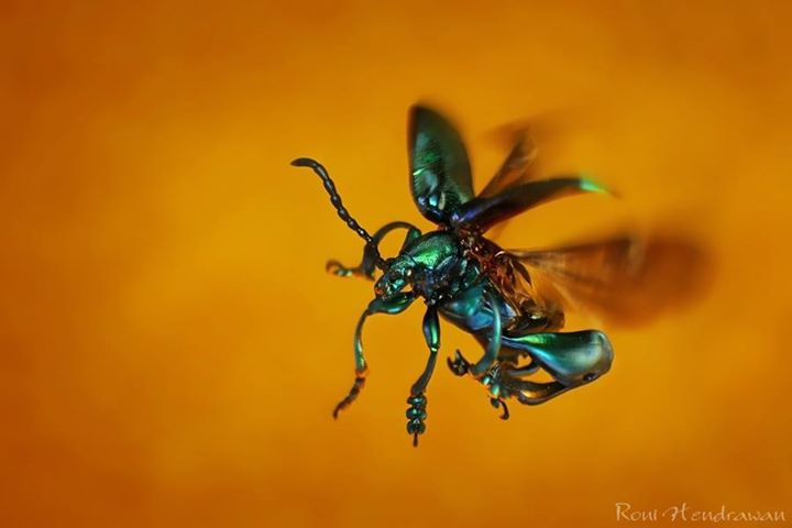 Easy Macro Photography Tips And Tricks for Great Results