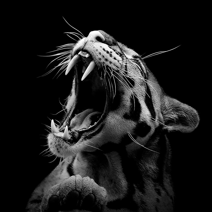 Wonderful Monochrome Animal Photography By Lukas Holas
