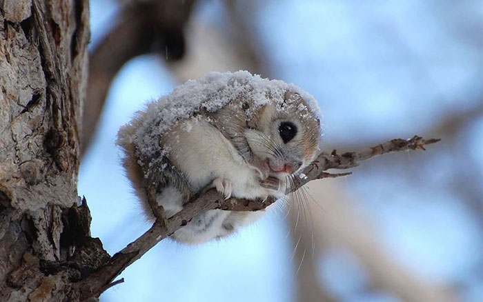 Flying Squirrels Are Probably The Cutest Animals On Earth