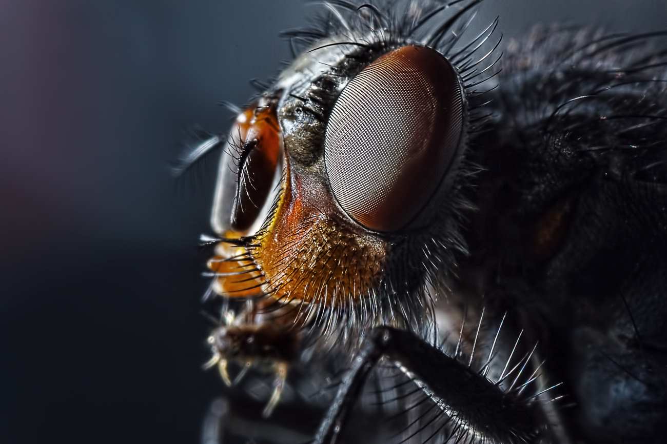 Best Insects Macro Photography By Sergey Babaev