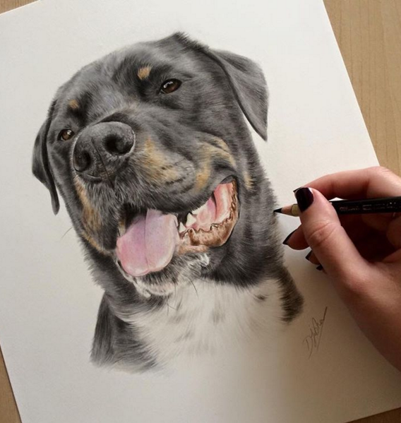 Amazing Animal Pencil Drawings by British Artist Danielle Fisher