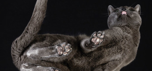 Cute Cat Photograph From Underneath by Andrius Burba 04