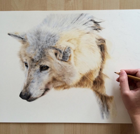 Stunning Animal Pencil Drawings 12