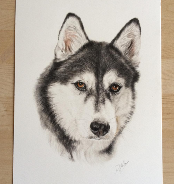 Wondeful Animal Pencil Drawings by British Artist Danielle Fisher