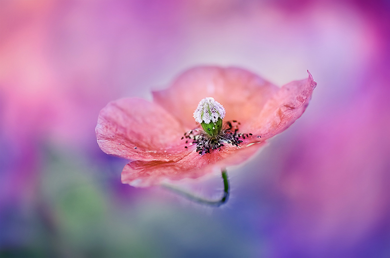Beautiful Color of Nature Photography 01