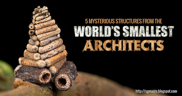 Mind blowing Stuctures From The World's Smallest Architects