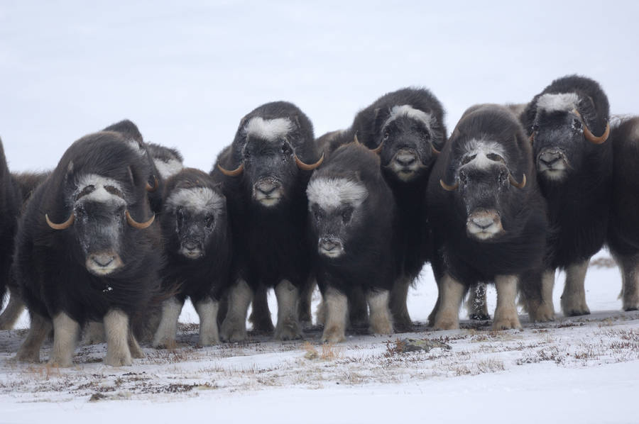 Beautiful Wildlife Photography by Vincent Munier