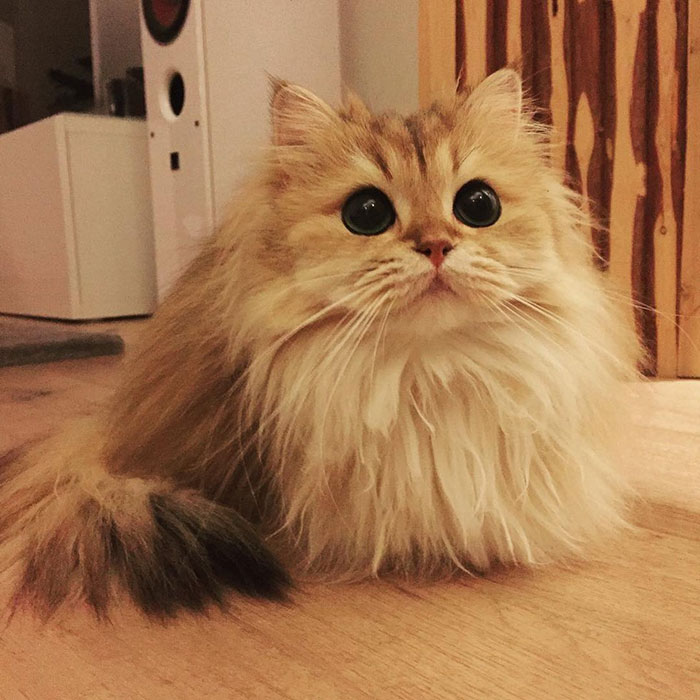 Adorable Fluffy Cat British Longhair 7