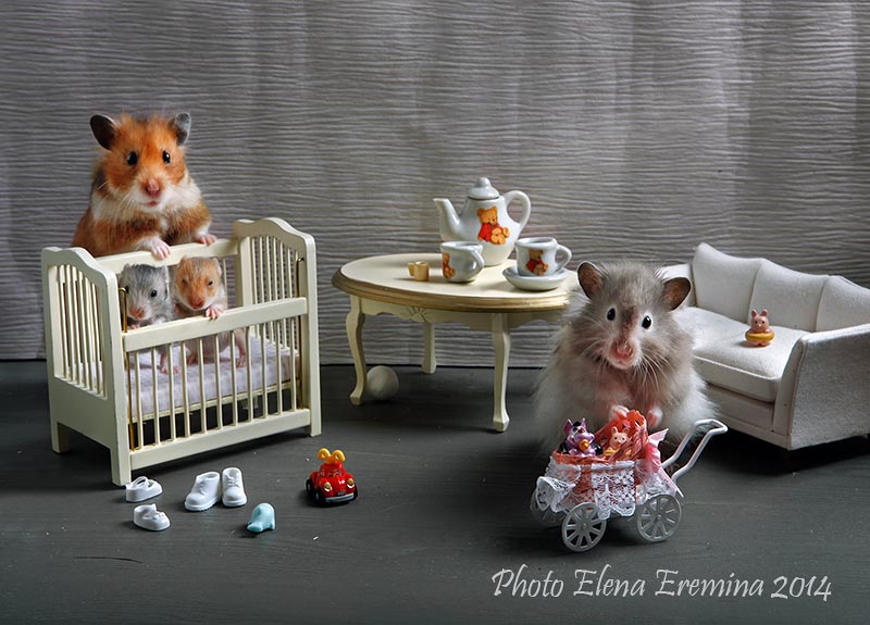 Humorous photos of hamsters life by Elena Eremina