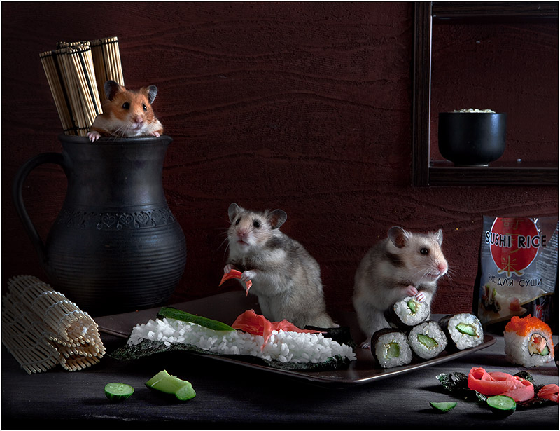 Adorable photos of hamsters life 99