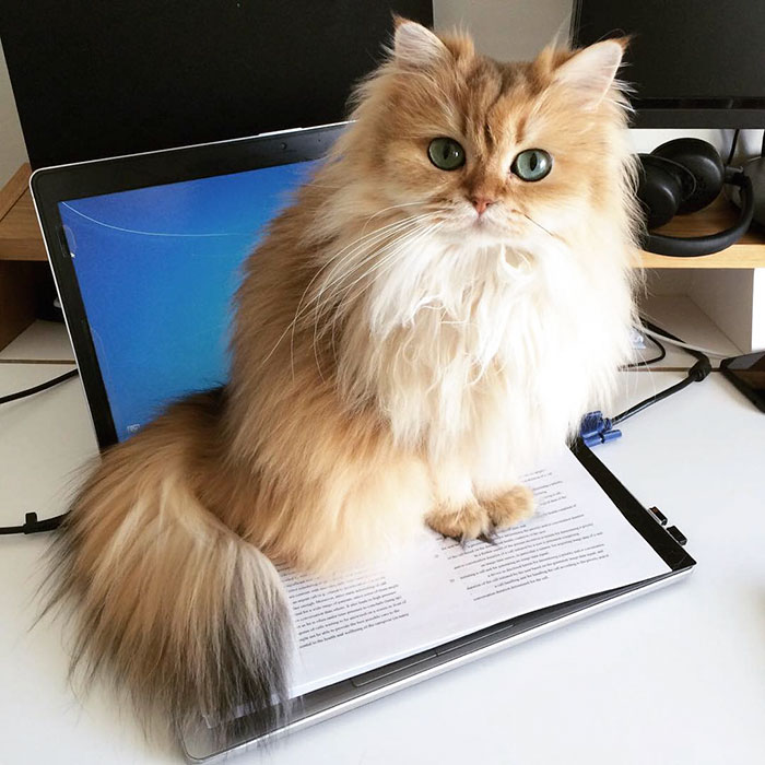 Cute Fluffy Cat British Longhair 99