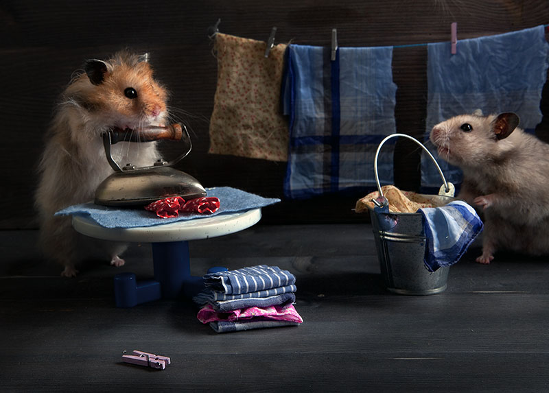 Funny photos of hamsters life by Elena Eremina 99