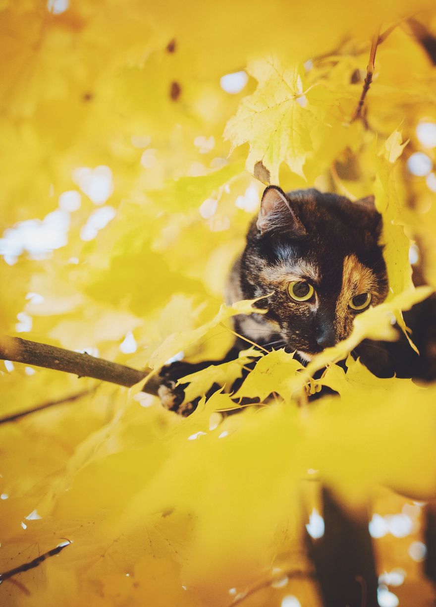 Stunning Cute Cat Through The Seasons 99