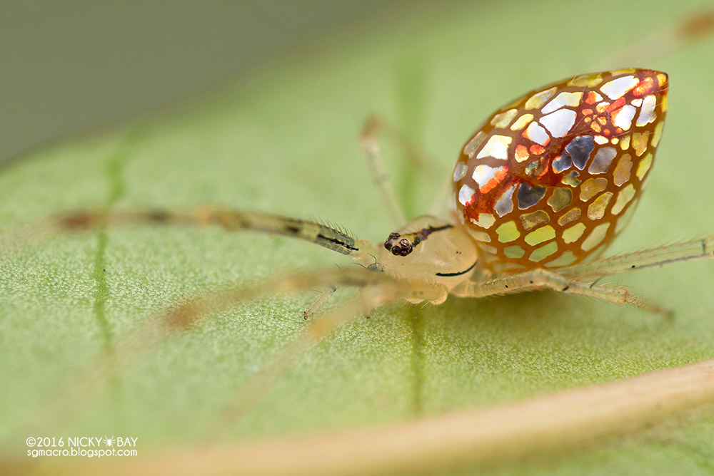 Beautiful Transformation of the Mirror Spider