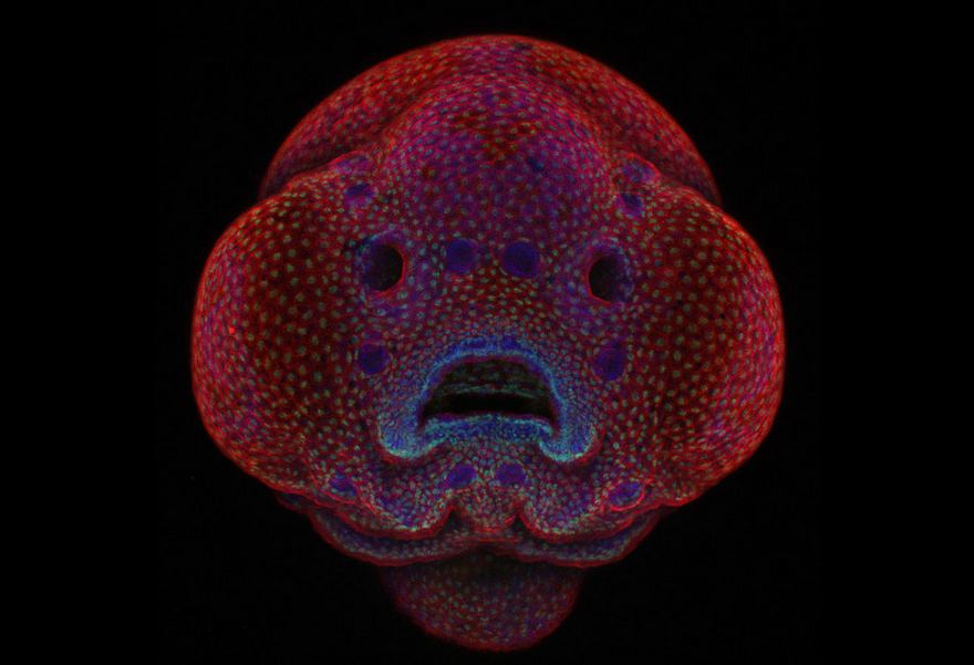 2016 Nikon Macro Photo Contest Winners