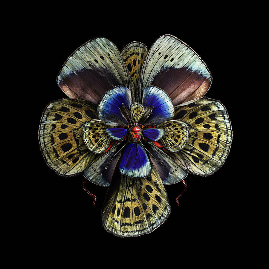 Stunning Rare Butterfly Specimens Documented
