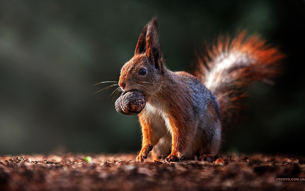 cute-animal-portraits-ideas-by-sergey-polyushko-77