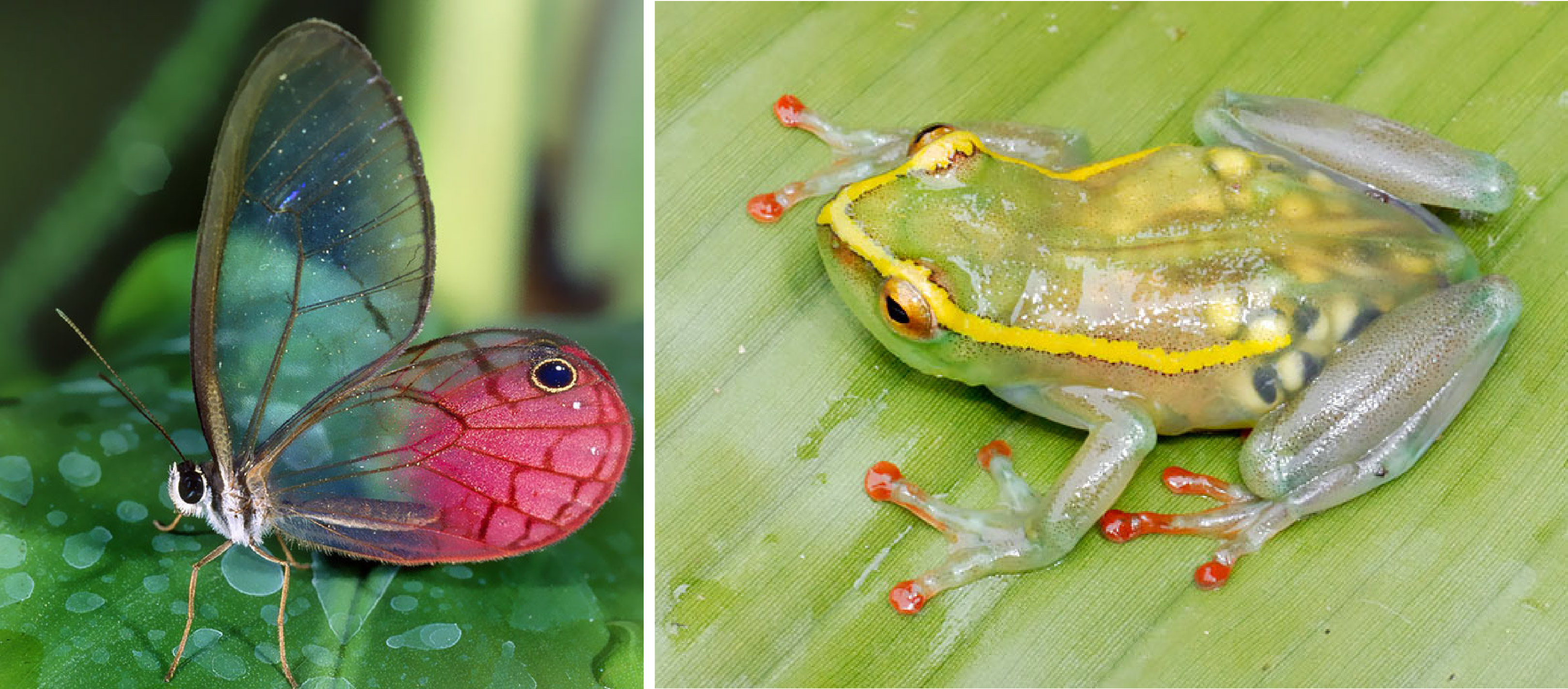 10+ Beautiful Transparent Animals That Are Hard To Believe Actually Exist