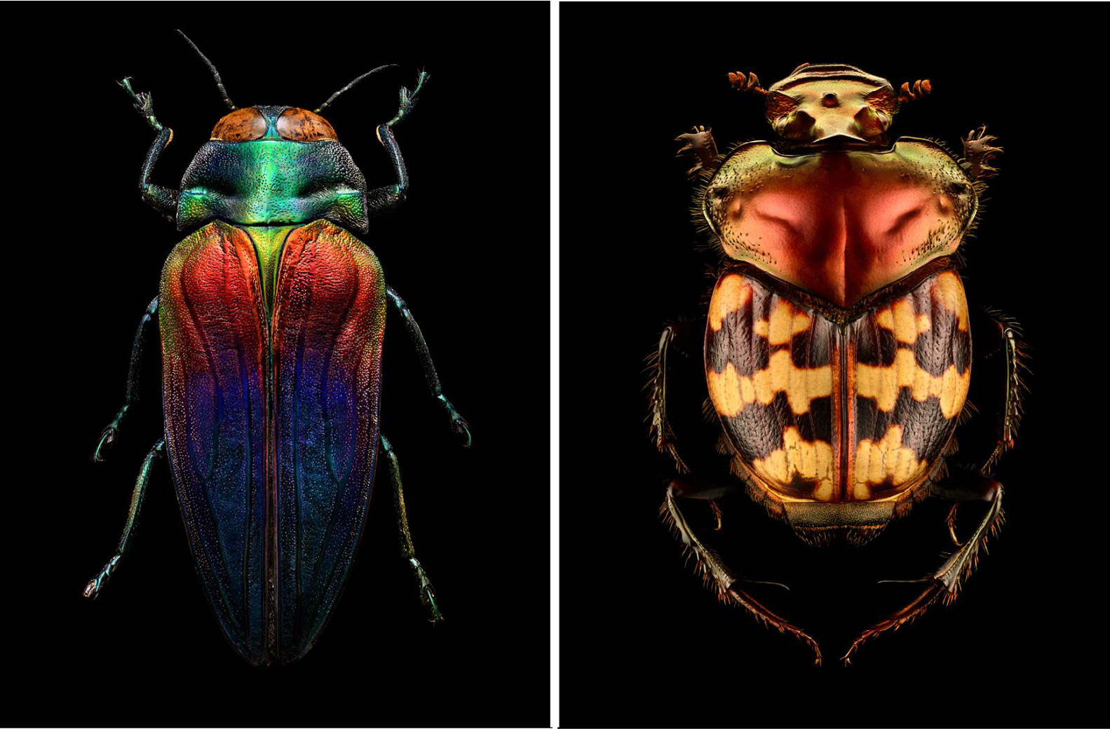Insect Portraits Under The Microscope By Levon Biss 17