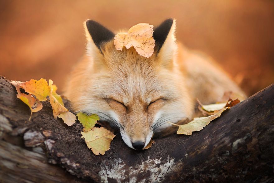 [Trending] Meet Freya, The Beautiful Fox I Photographed In Polish Woods