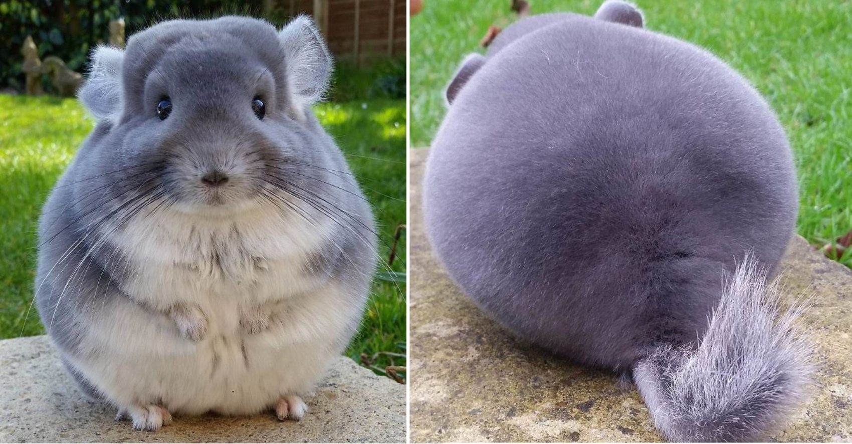 These Chinchillas’ Butts Are So Round, They Look Fake