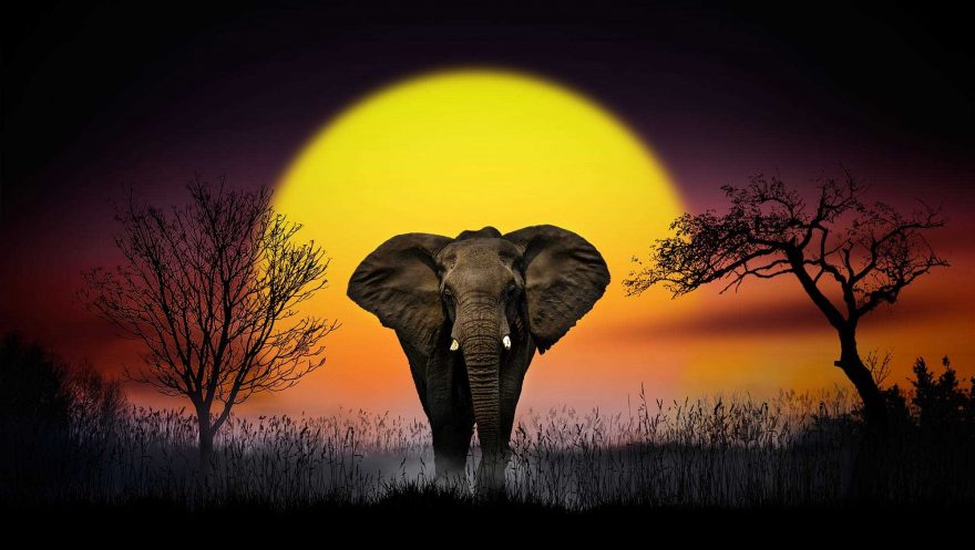 Wonderful Dreamlike Animals Photography by Nasser Osman