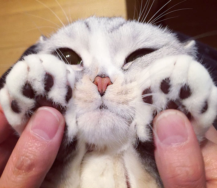 Meet Hana, A Japanese Kitty With the Most Beautiful Eyes