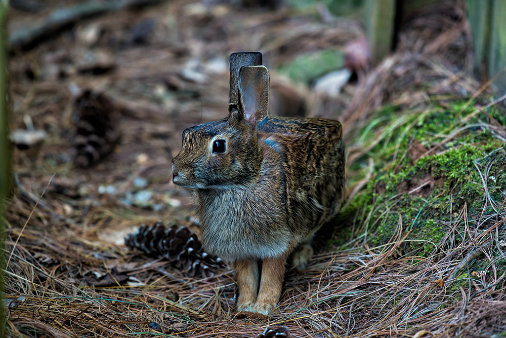 Artist Constructs Cube Animals With Bizarre Bodies and Angular Anatomies