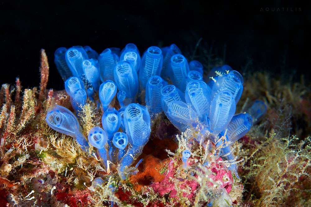 Astonishing Creatures from the Depths of the World’s Oceans by Alexander Semenov