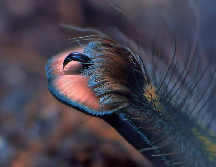 Cute Spider Paws Photo 5